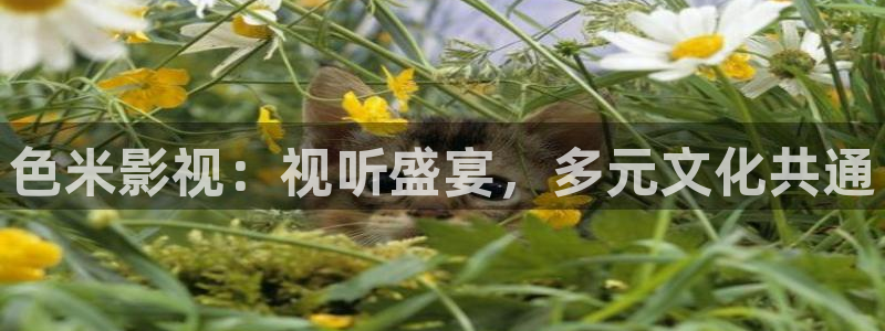 6080新视觉影视：色米影视：视听盛宴，多元文化共通